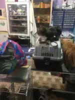 Найля, изображение к комментарию.