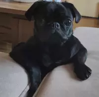 Lady Di, изображение к комментарию.