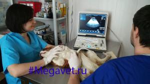 Фотография Megavet.ru 4