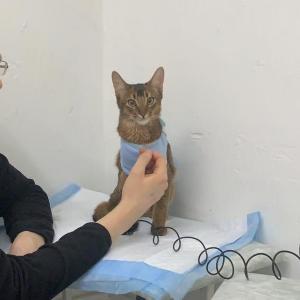 Фотография ЛеснойВет 5