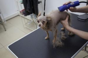 Фотография VetSpa 0