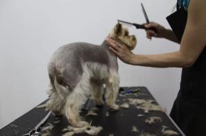 Фотография VetSpa 3
