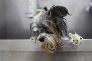 Фотография VetSpa 2