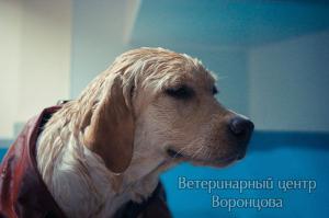 Фотография Доктора Воронцова 0