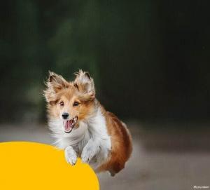 Фотография Мультивет 4