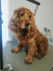 Фотография МартВет 4