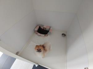 Фотография SmartDogRussia 3