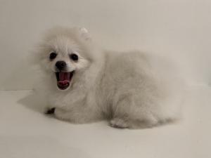Фотография SmartDogRussia 5