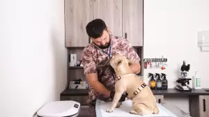 Фотография Ветеринарная клиника МАСВЕТ 4