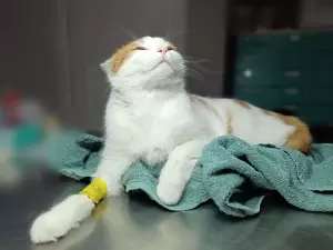 Фотография МартВет 1