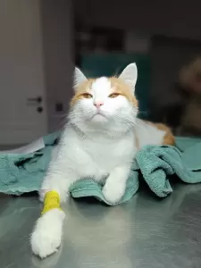 Фотография МартВет 2